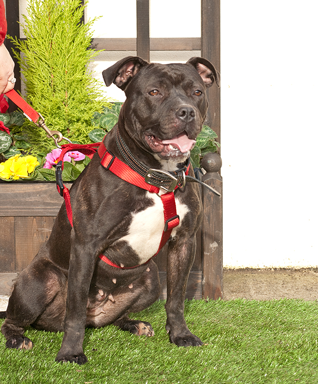 Sabina, Staffie X Boxer, DOB 12.12 – Godstone, Surrey Sabina2