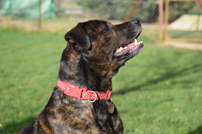 Gucchi, Staffie X, DOB 07 – Guildford, Surrey DSC_0794