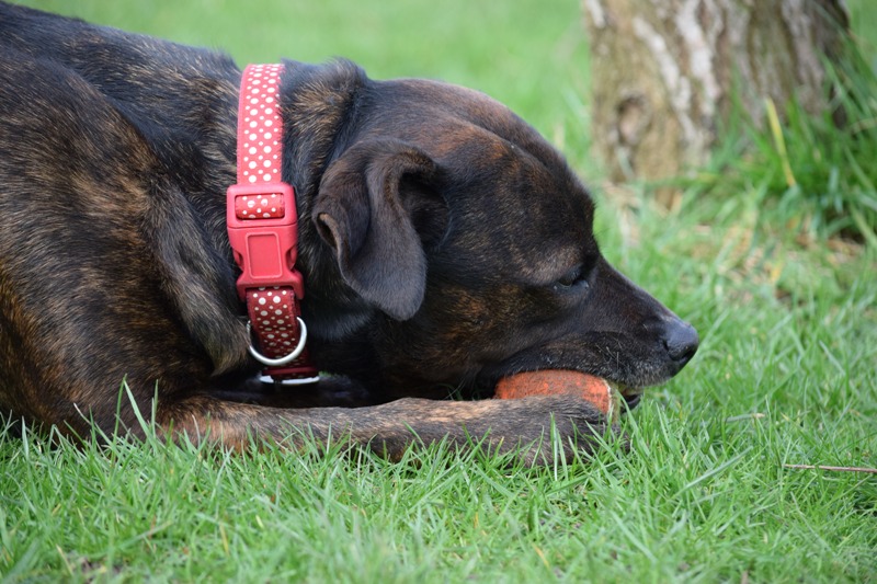 Gucchi, Staffie X, DOB 07 – Guildford, Surrey DSC_0815