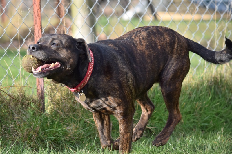 Gucchi, Staffie X, DOB 07 – Guildford, Surrey CSC_0892