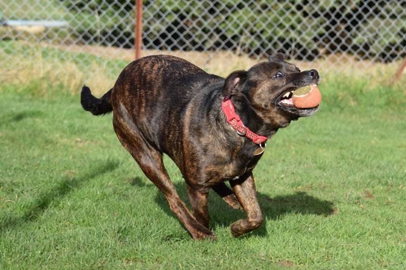 Gucchi, Staffie X, DOB 07 – Guildford, Surrey DSC_0767