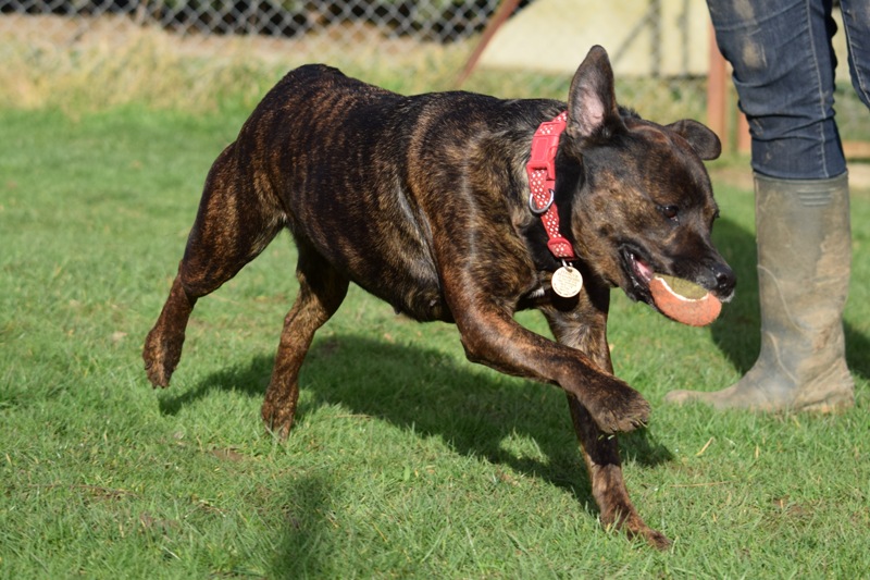 Gucchi, Staffie X, DOB 07 – Guildford, Surrey DSC_0768