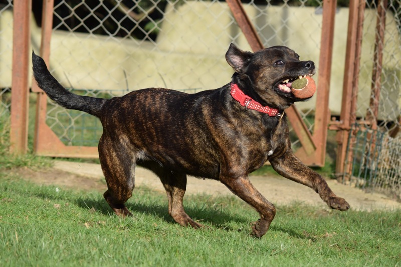 Gucchi, Staffie X, DOB 07 – Guildford, Surrey DSC_0770