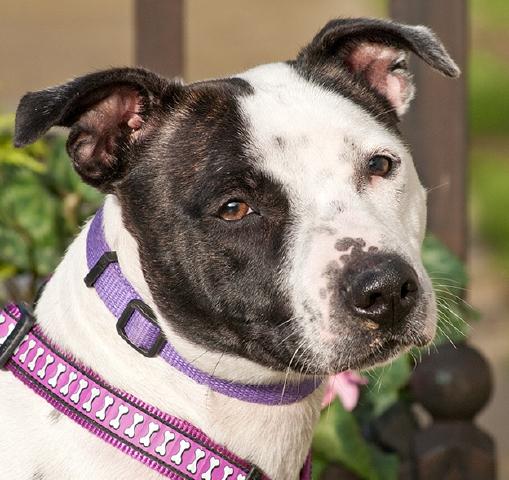 Meggie Staffie DOB 03.12 Guildford, Surrey Maggieaab