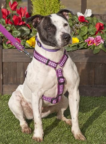 Meggie Staffie DOB 03.12 Guildford, Surrey Maggie4a