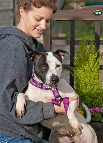 Meggie Staffie DOB 03.12 Guildford, Surrey Maggie3b