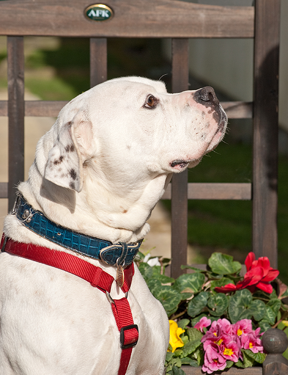 Euston, American Bulldog, DOB 08 – Godstone, Surrey Euston2