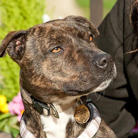 Ava, Lickle Staffie, DOB 2012 – Waterlooville, Hampshire Ava2a