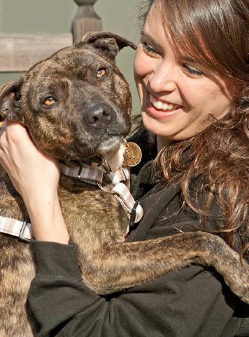 Ava, Lickle Staffie, DOB 2012 – Waterlooville, Hampshire Avab