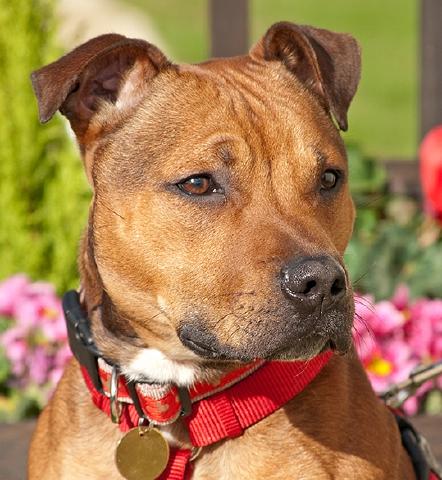 Chilli, Staffie, DOB ?2012 – Godstone, Surrey Chilli2a