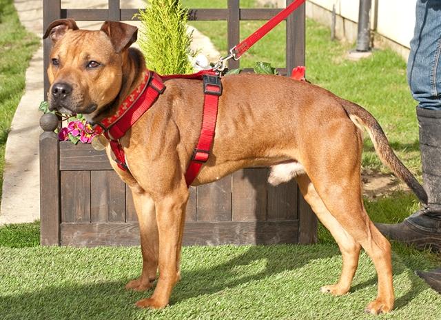 Chilli, Staffie, DOB ?2012 – Godstone, Surrey Chilli66