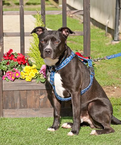 Marley, Staffie, DOB 08.08.09 – Guildford, Surrey HOMED Marley3b