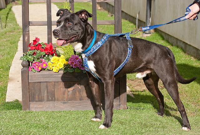 Marley, Staffie, DOB 08.08.09 – Guildford, Surrey HOMED Marley7