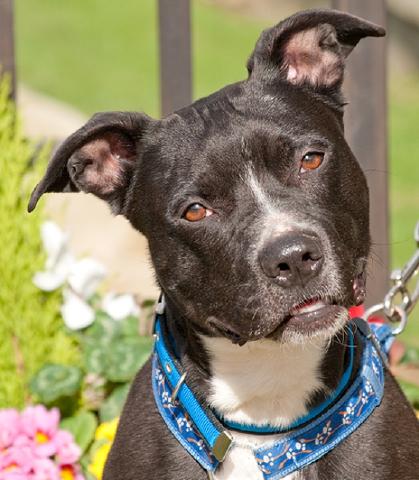 Marley, Staffie, DOB 08.08.09 – Guildford, Surrey HOMED Marley92