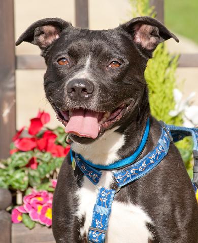 Marley, Staffie, DOB 08.08.09 – Guildford, Surrey HOMED Marley91