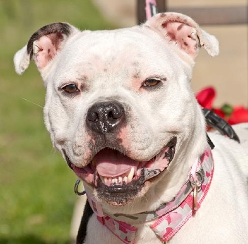 Gina, Staffie, DOB 2012 – Guildford, Surrey Gina2