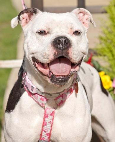 Gina, Staffie, DOB 2012 – Guildford, Surrey Gina60