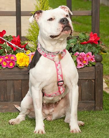 Gina, Staffie, DOB 2012 – Guildford, Surrey Gina74a