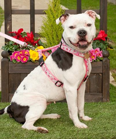 Gina, Staffie, DOB 2012 – Guildford, Surrey Gina33a