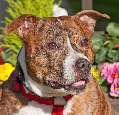 Woody, Staffie, DOB 2008 – Gatwick, West Sussex Woody1b