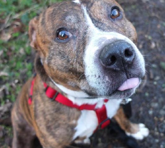 Woody, Staffie, DOB 2008 – Gatwick, West Sussex Woody12