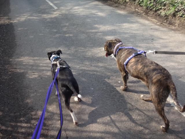 Joab, Staffie, DOB 2009 - Tunbridge Wells, Kent Image