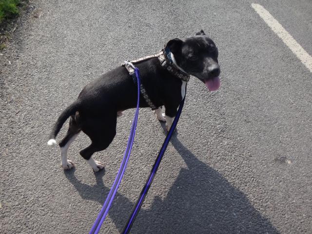 Joab, Staffie, DOB 2009 - Tunbridge Wells, Kent Image