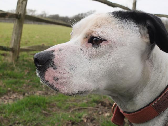 Alfie, Staffie X, DOB 11.12 – Sidcup, Kent DSCF0214alfie