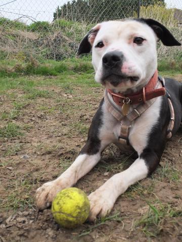 Alfie, Staffie X, DOB 11.12 – Sidcup, Kent DSCF0216alfie