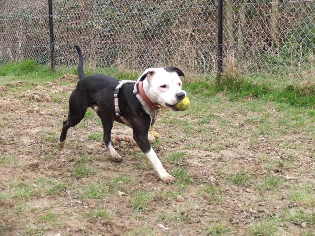 Alfie, Staffie X, DOB 11.12 – Sidcup, Kent DSCF0217alfie