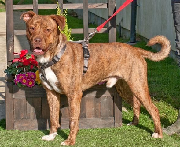 Saatchi, Dogue de Bordeaux?Collie, DOB 04.13 – Waterlooville, Hampshire Saatchi36