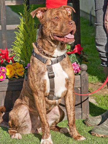 Saatchi, Dogue de Bordeaux?Collie, DOB 04.13 – Waterlooville, Hampshire Saatchi3b