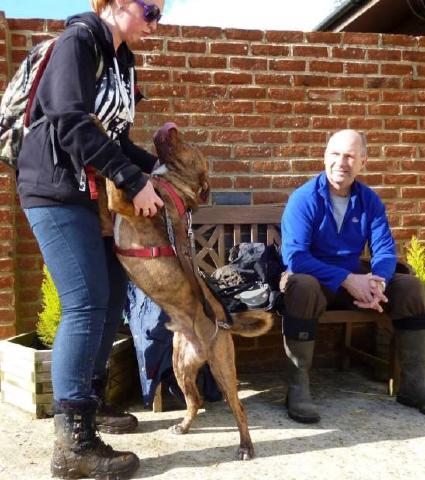 Saatchi, Dogue de Bordeaux?Collie, DOB 04.13 – Waterlooville, Hampshire Saatchi99