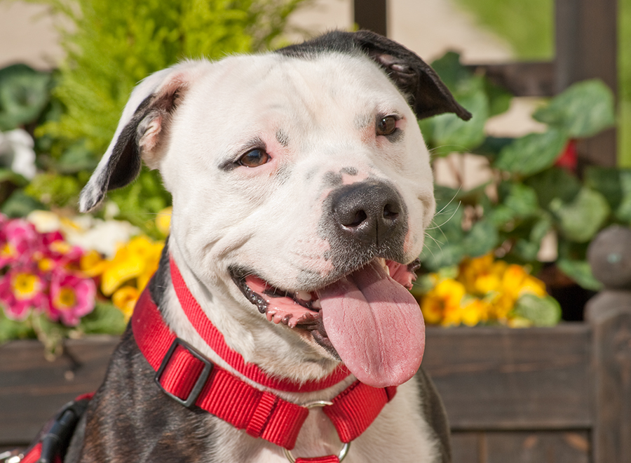 Alfie, Staffie X, DOB 11.12 – Sidcup, Kent Alfie1