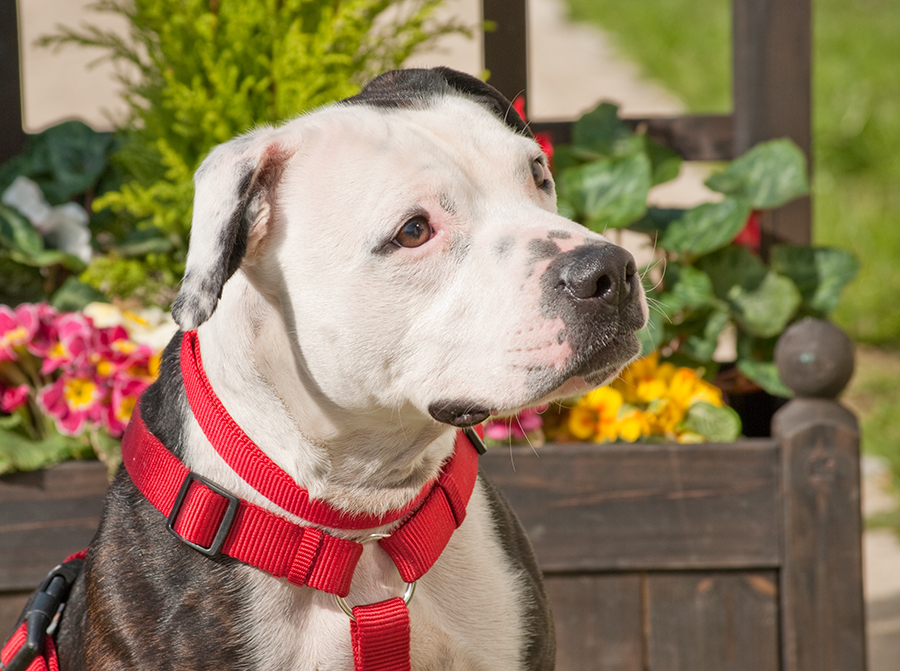 Alfie, Staffie X, DOB 11.12 – Sidcup, Kent Alfie2