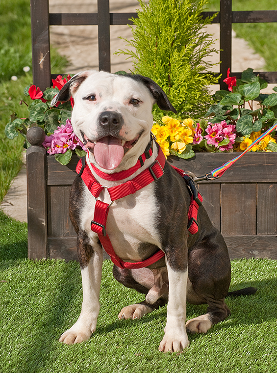 Alfie, Staffie X, DOB 11.12 – Sidcup, Kent Alfie4