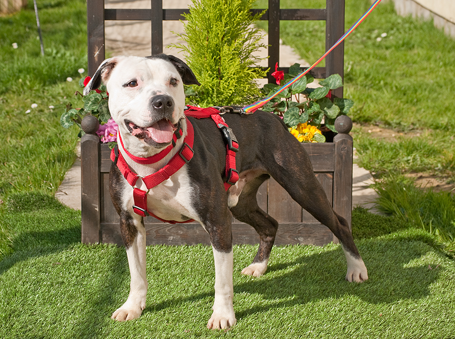 Alfie, Staffie X, DOB 11.12 – Sidcup, Kent Alfie6