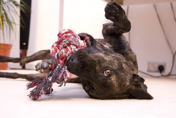 Cassie, Whippet X Staffie, DOB Apr 08 – Godstone, Surrey _BSP4103