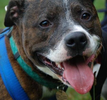 Rickie, Staffie, DOB 05.08 - Farnham, Surrey Rickie11