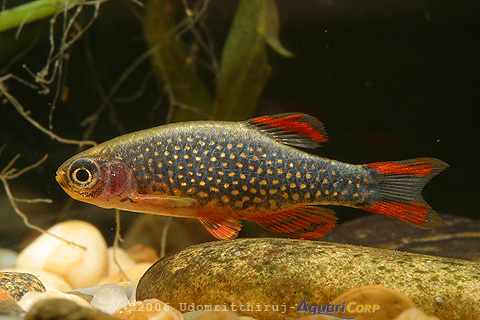 Celestichthys margaritatus (Microrasbora sp Galaxy) 3772galaxy2