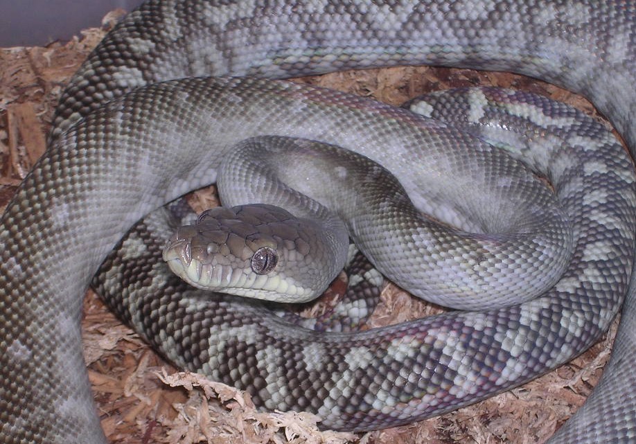 My new Scrub pythons (Morelia sp.) 48934portraitshot