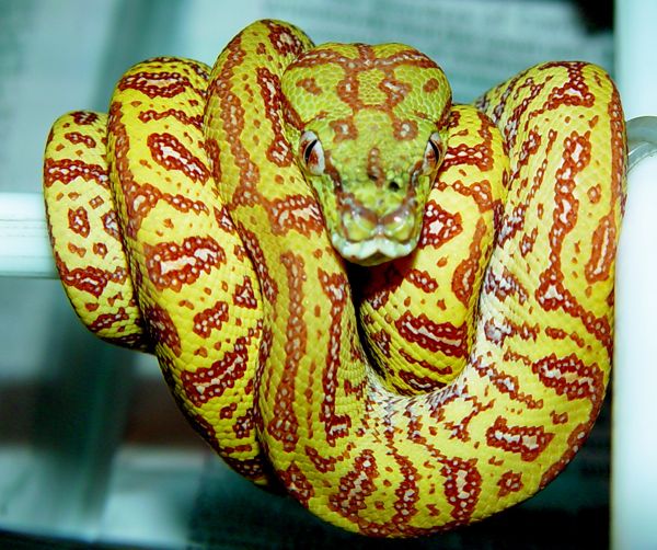 Carpalls? (Carpet x Ball python) Easy or Hard? Profitable? Frowned upon? Thoughts Appreciated.. 61932DSC06272