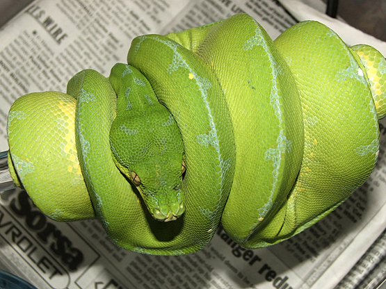 Ficha Morelia Viridirs (Chondro o pitón arbricola verde) 67999September_2