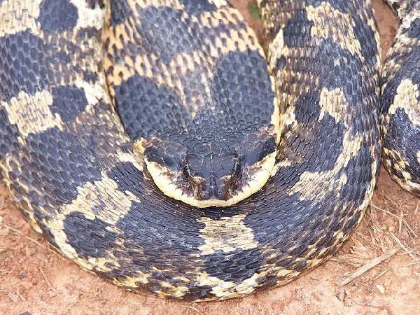 الحية و الثعبان !! حقائق غريبة بالصور 81589hognose05-r-med