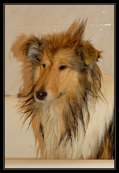 c'est l'heure du bain! _DSC2584