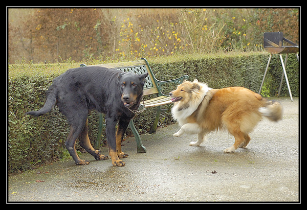 mes 2 toutous ensemble! _DSC1992