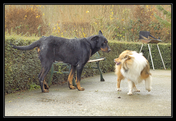 mes 2 toutous ensemble! _DSC1994