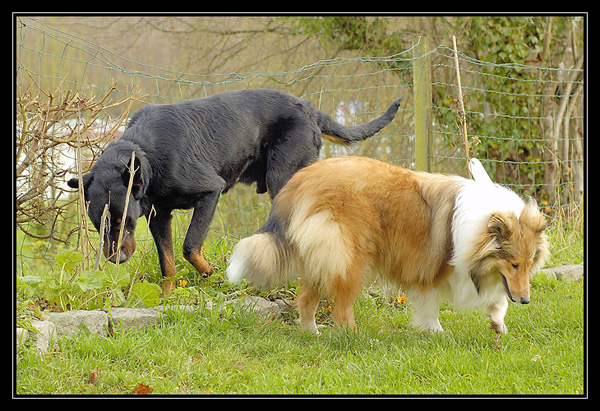 mes 2 toutous ensemble! _DSC2001