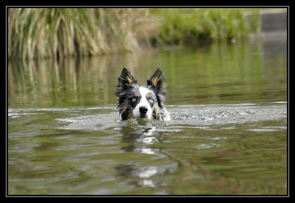 emilie et ses chien bargots en balade avec nous! _DSC3155