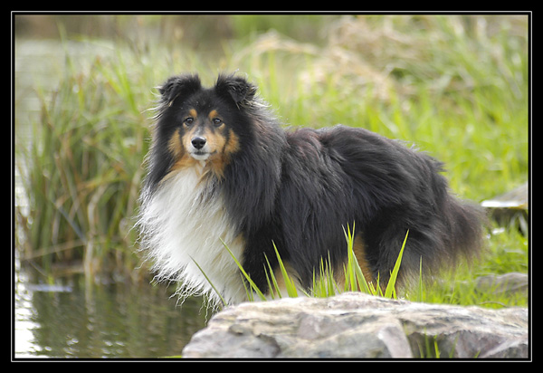 emilie et ses chien bargots en balade avec nous! _DSC3160